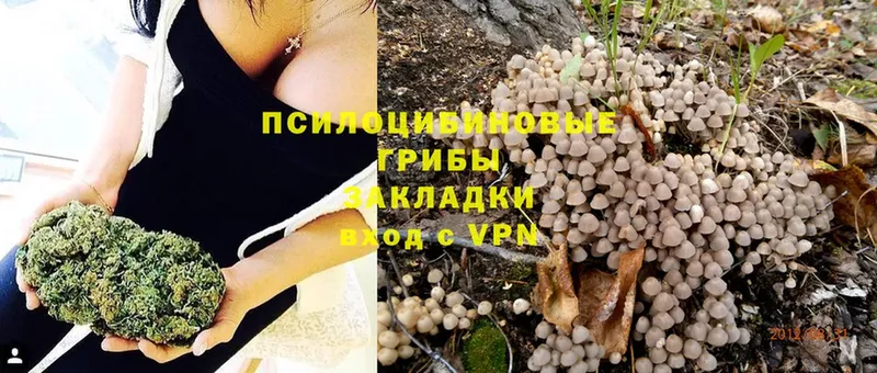 Псилоцибиновые грибы GOLDEN TEACHER  Нестеровская 